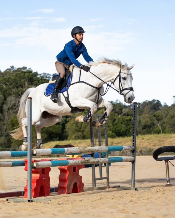 Stunning grey gelding 