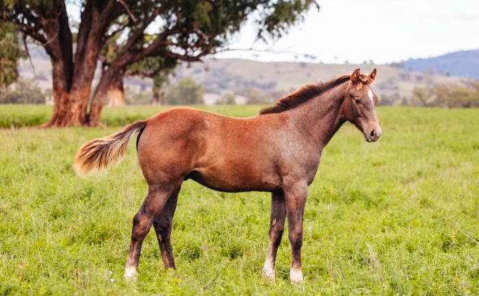 CLARIMO COLT