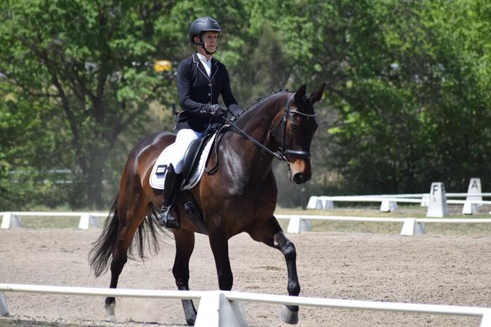 Dressage bred, performance proven.