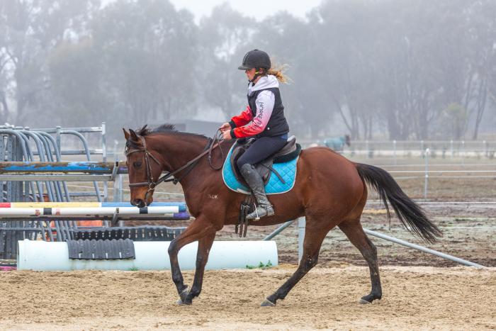 Fun allrounder gelding