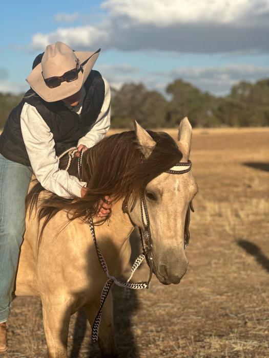 Buckskin mare 