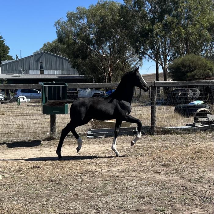 Toto Nation Colt