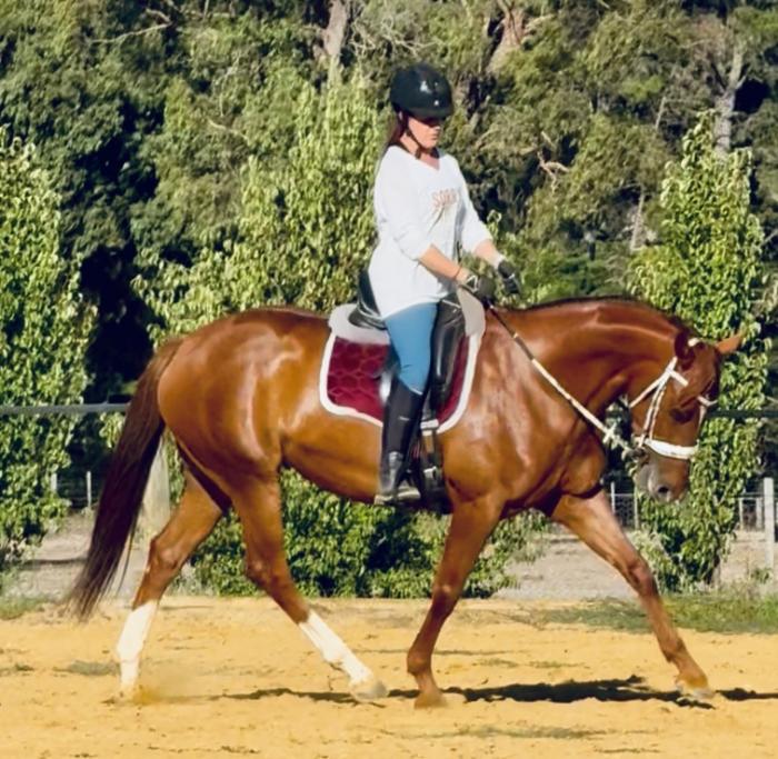 CLYDIE X ASH MARE WITH UNLIMITED POTENTIAL 