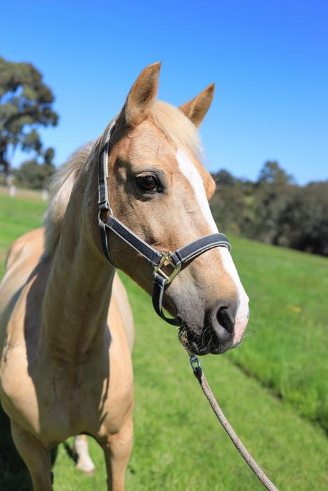 *Reduced* Gorgeous Palomino Welsh Mare