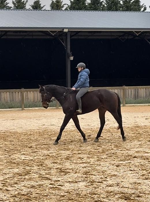 Steel, lovely quiet tb gelding, no vices 