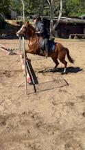 Great first begginer horse!