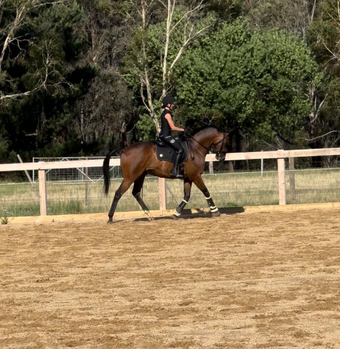 Huge Potential - TB Gelding
