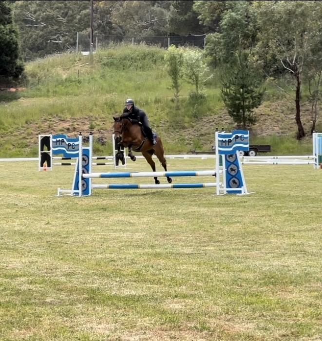 Performance Bred Warmblood Gelding