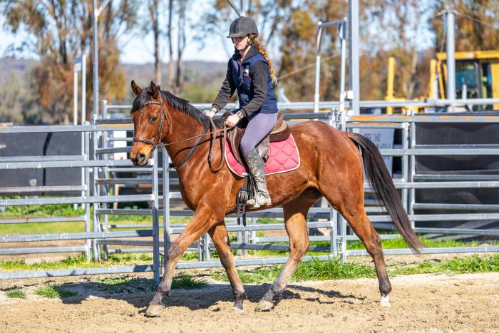 Lovely OTT Dressage prospect
