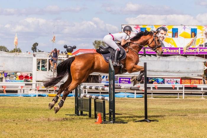 Beautiful Show-Stopping Holsteiner Warmblood 