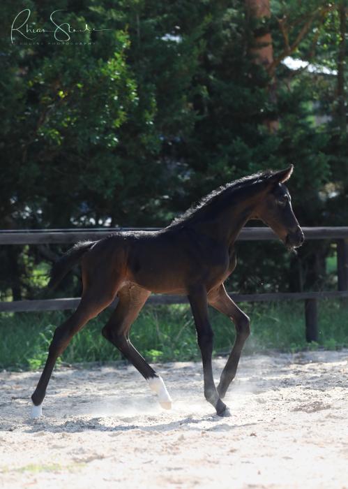 Stunning Jagger x Revolution Filly
