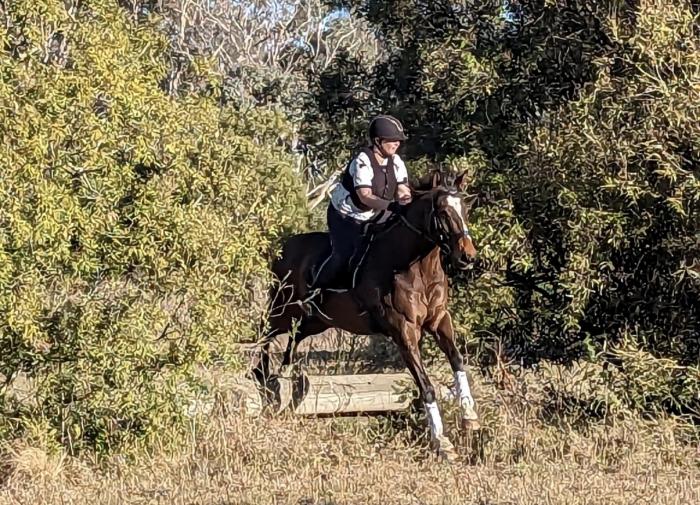 Green But Keen TB Gelding Eventing Potential