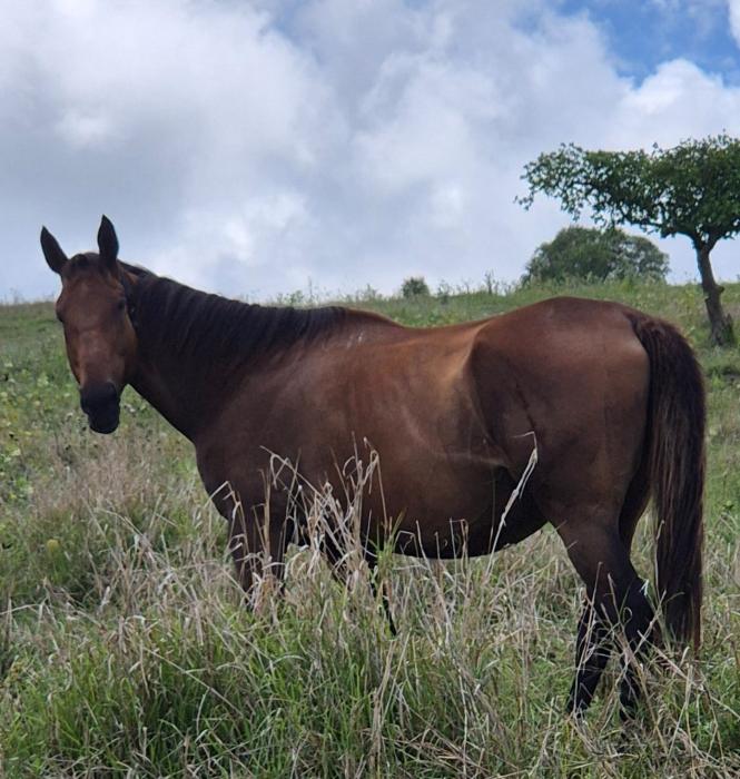 Mare in Foal