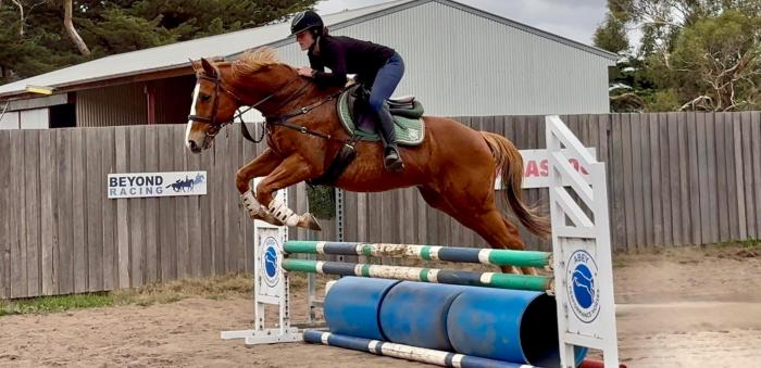 FERGUS FTGH 16h 15yo TB gelding by Choisir