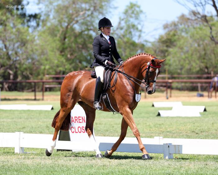 MP Chess (Warmblood x Arabian Gelding)