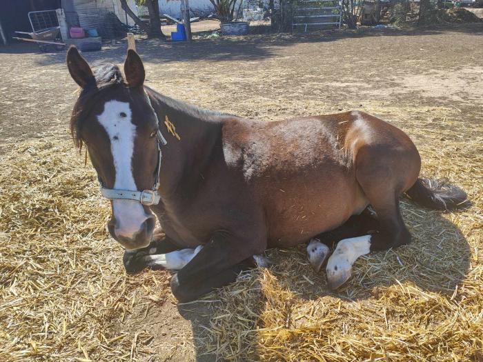 Australian Riding Pony x Arabian
