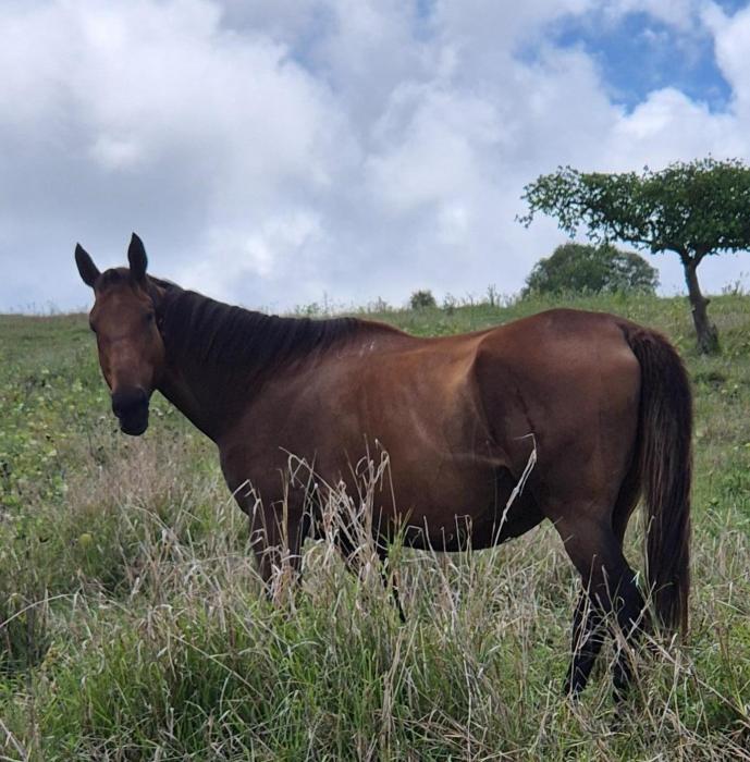 Thoroughbred mare in foal 