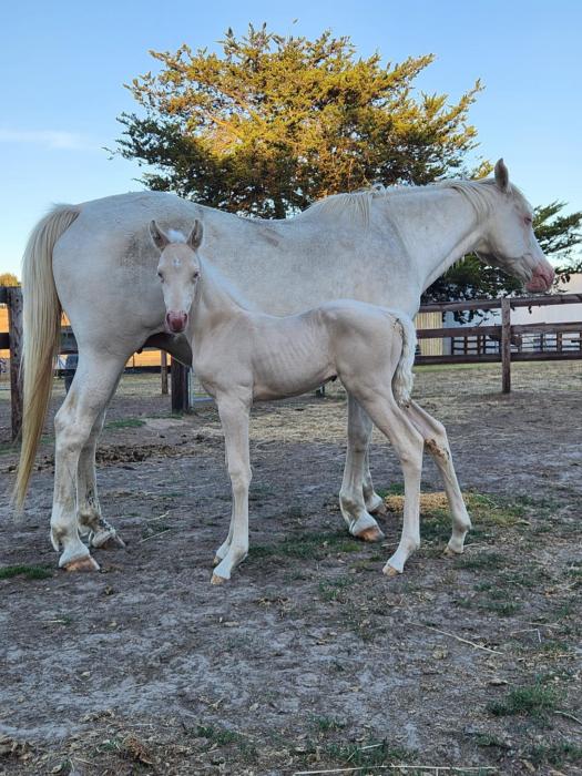 Cremello mare in foal to Brookside Esperance