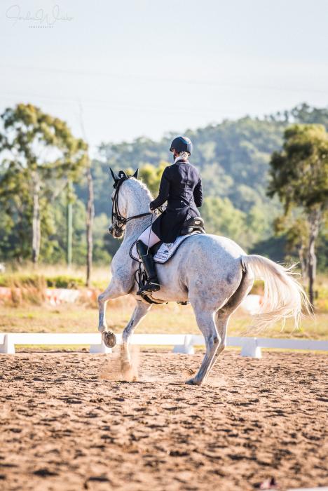 FEI Small Tour Gelding
