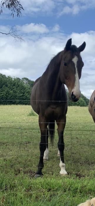 Genuine sweetheart gelding