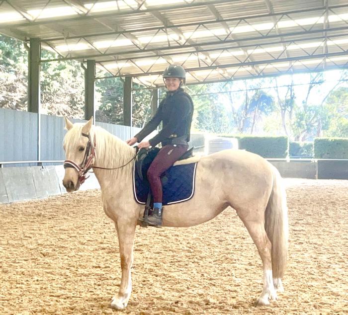 Welsh Cob/warmblood 