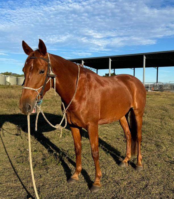 Stunning Msj Nemo Warmblood Mare 