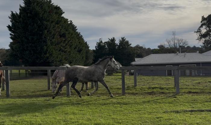 Stunning showjumping bred Cornel Filly