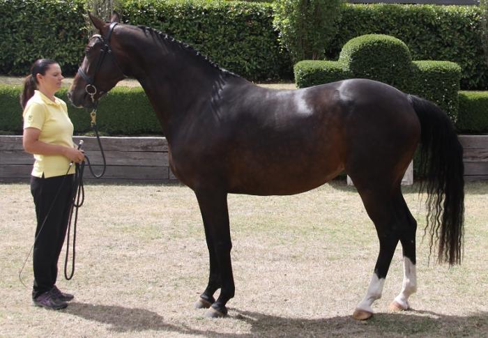 Hanoverian Warmblood Mare 