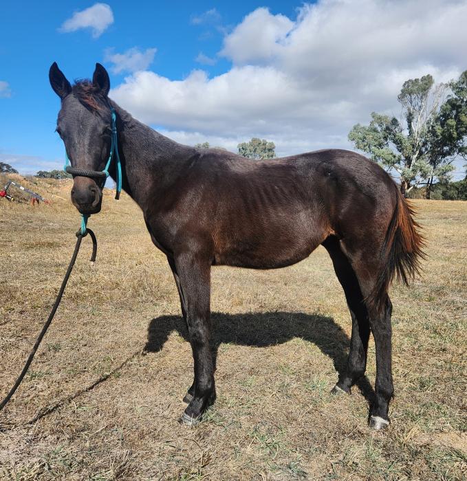 brown HSH gelding
