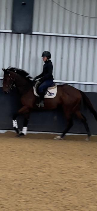Lovely OTT gelding. 