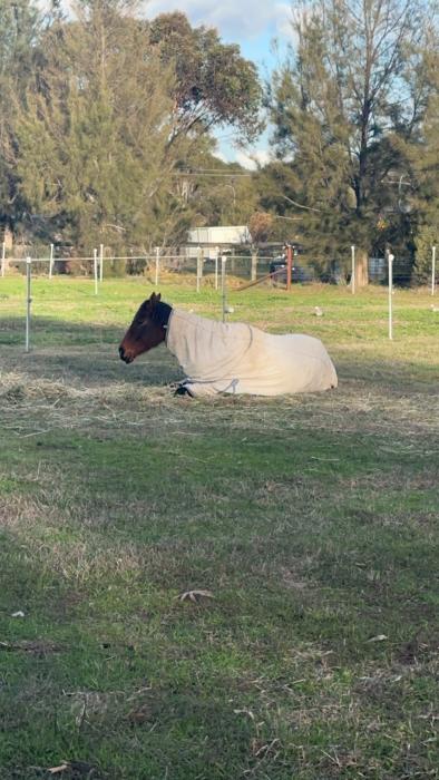 ON HOLD Mare Thoroughbred 