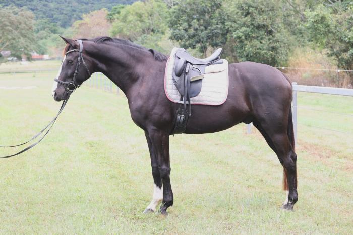 Dressage, Show, Event - Benchmark Dance On