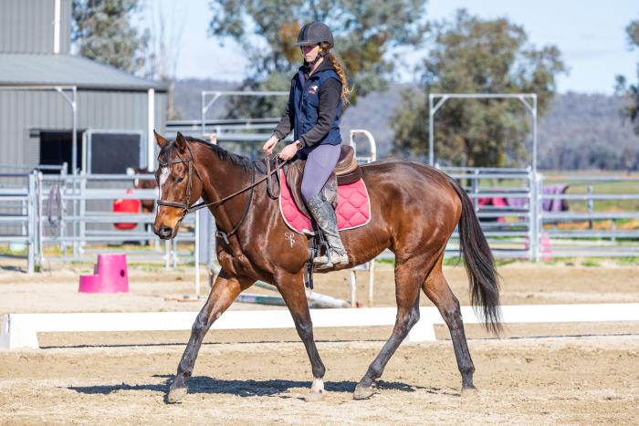 Great first OTTB 