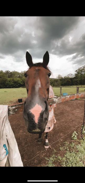 Flashy TB Gelding 