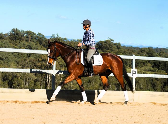 Young dressage gelding with big potential