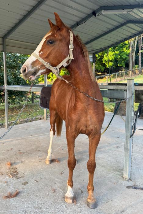 Balou du Rouet x Vivenne (Vivant) Filly