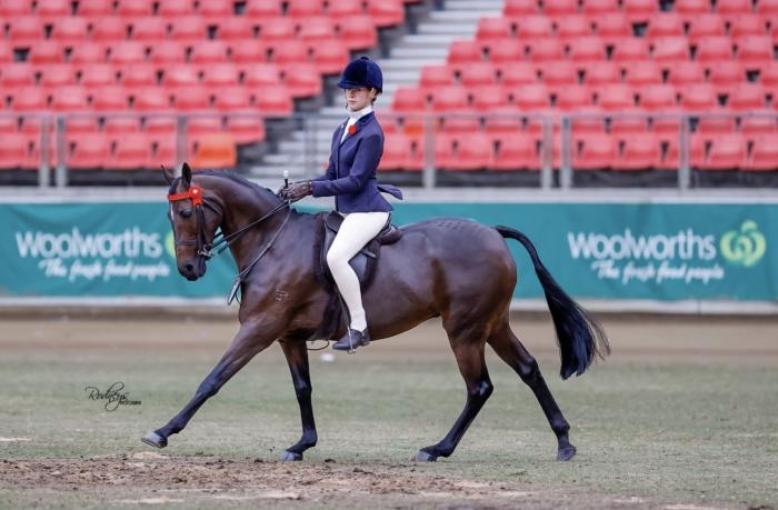 BEAUTIFUL SCHOOLMASTER SHOW GALLOWAY