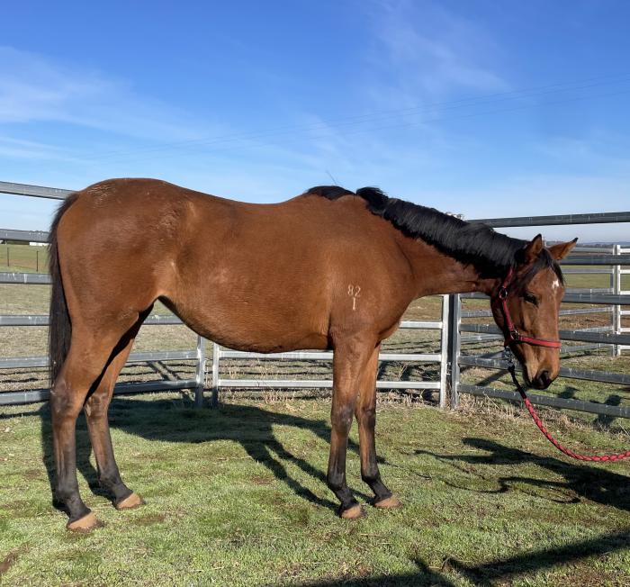Untouched TB Filly