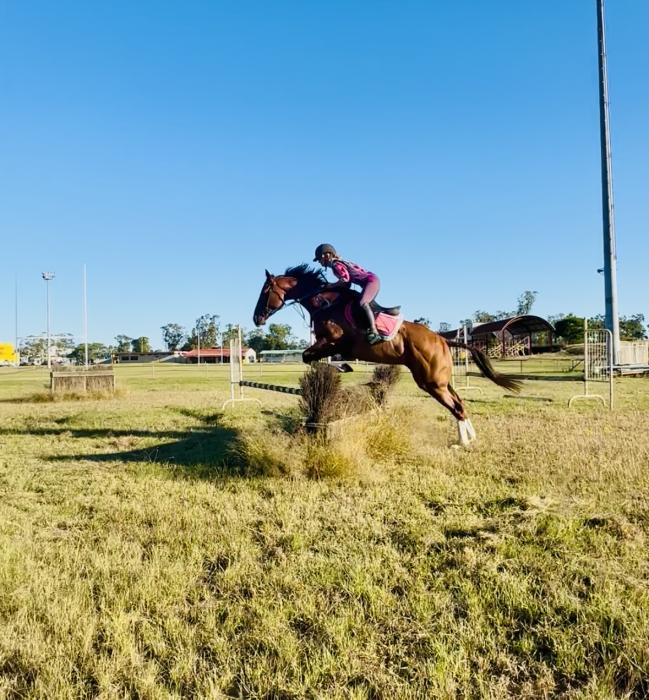 Blingy thoroughbred gelding 