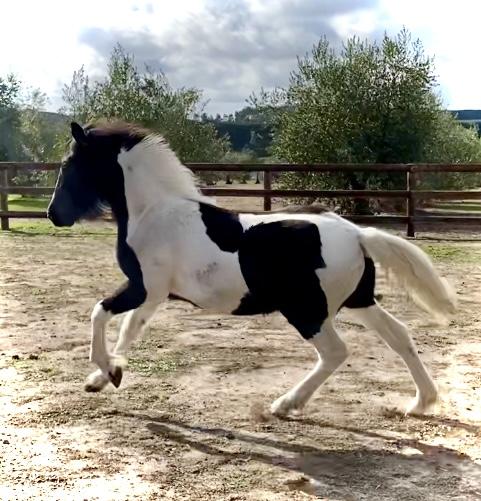 Gorgeous Partbred Gypsy Cob