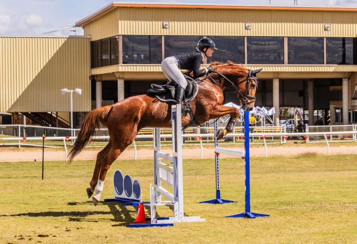 ✨Talented Mare with Bright Future✨