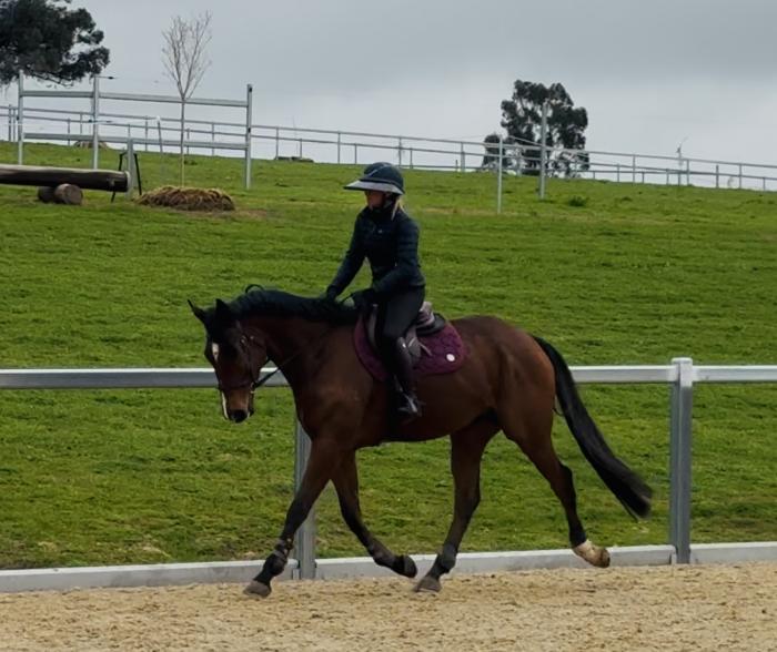 Beautiful moving TB, suit jump, dressage eventing 