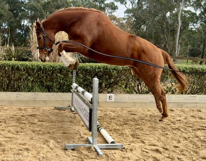 Versatile young horse by Blackall Park Twist