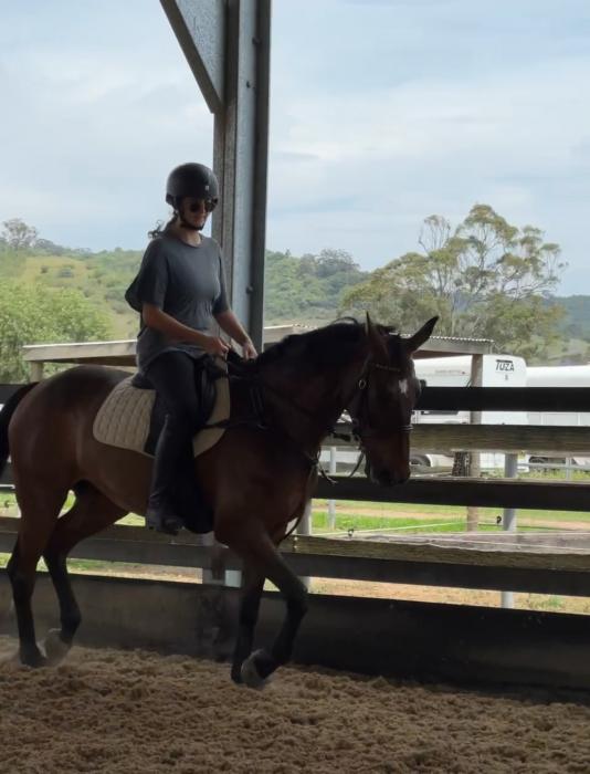 Stunning Warmblood x TB