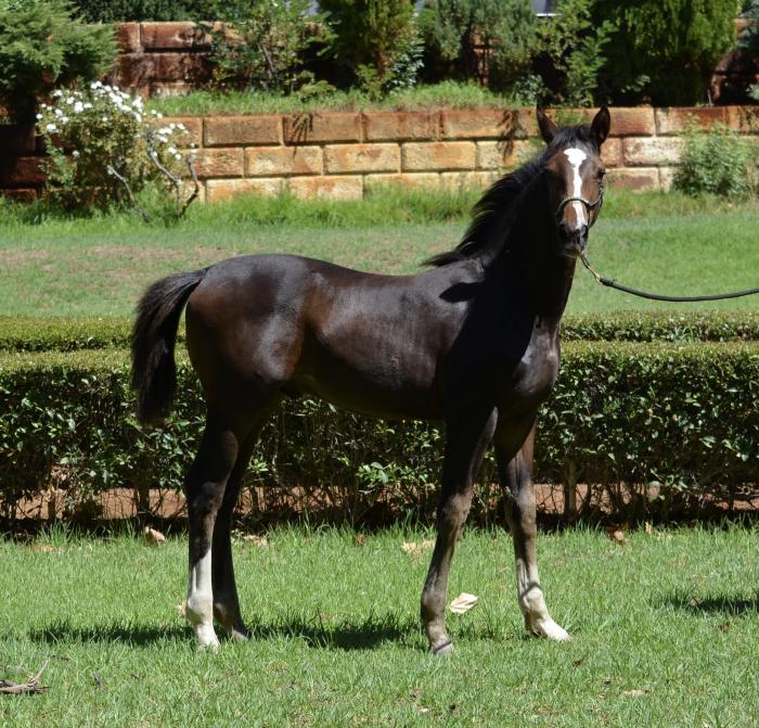 Exceptional Elastic x Sezuan x Don Dancier Foal 