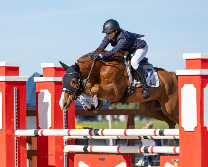 Talented, Safe and Easy Warmblood Show jumper