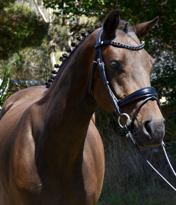 Diarado x Contendro Future Star