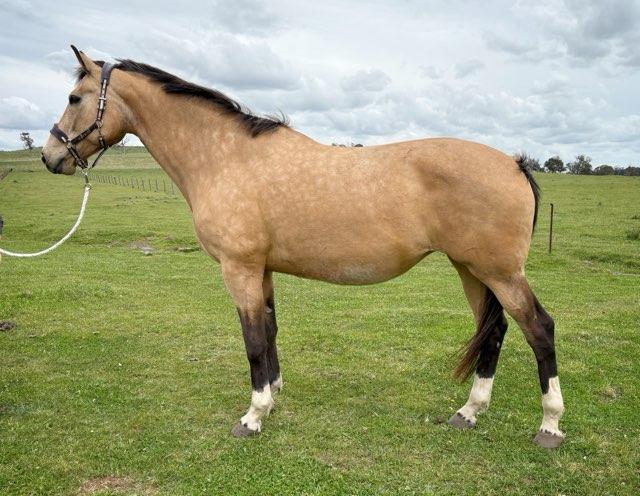 Stunning mare with international bloodlines