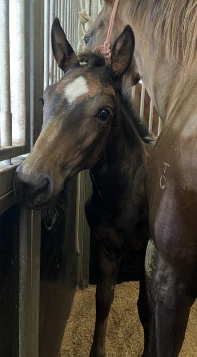 TB Broodmare 