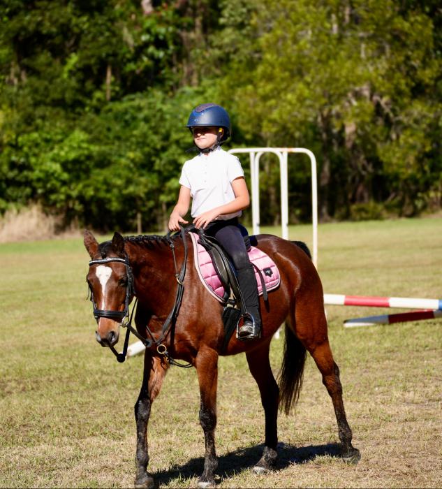 “FRENCHIE” Riding Pony Mare 